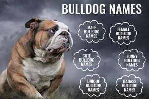 Bulldog Names