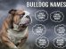 Bulldog Names