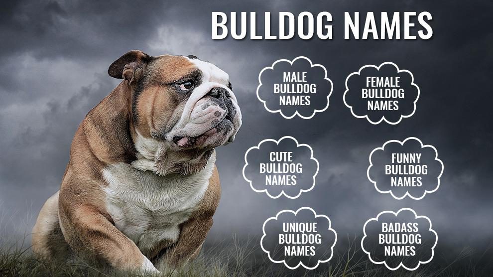 133+ Wonderful Unique Bulldog Names With Complete Meanings - Petmoo