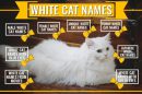 White Cat Names