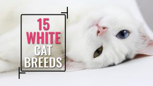 White Cats