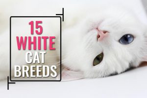 White Cats