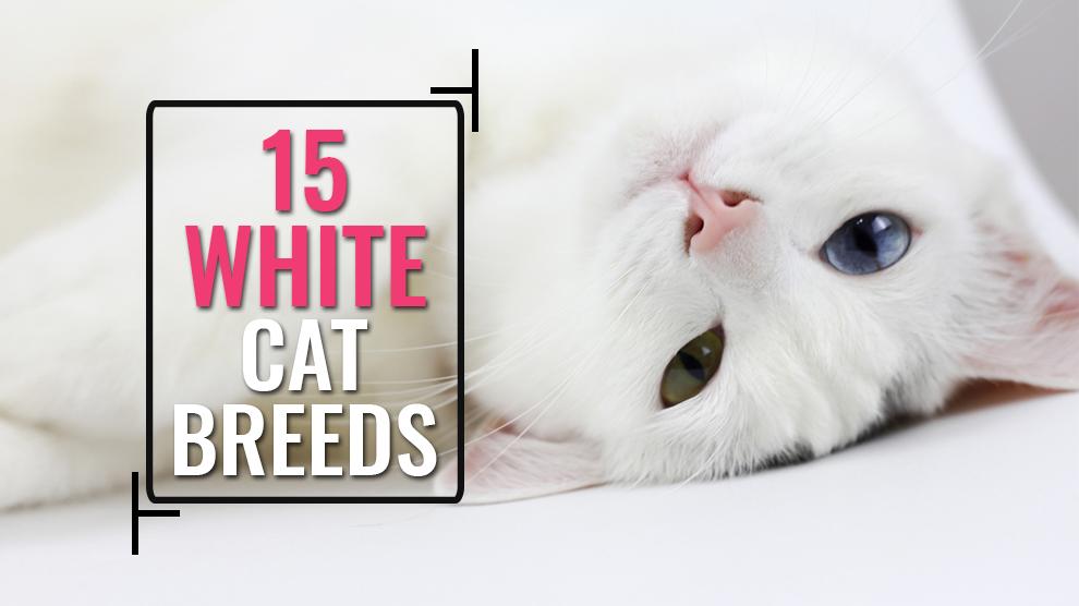 15 White Cat Breeds With Complete Breed Information - Petmoo