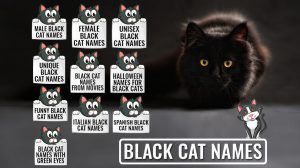 225 Black Cat Names