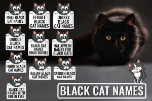 225 Black Cat Names