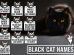 225 Black Cat Names