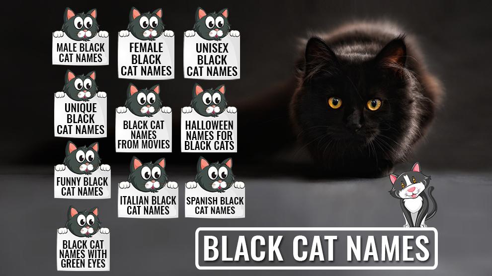 Black Cat Names - 225 Unique And Cool Names - Petmoo