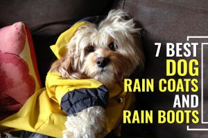 A Sneak Peek Into Most Popular Rain Boots and Raincoats For Dogs