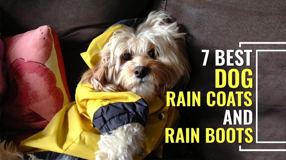 A Sneak Peek Into Most Popular Rain Boots and Raincoats For Dogs
