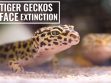 Act Now To Save Tiger Geckos Facing Extinction