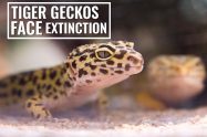 Act Now To Save Tiger Geckos Facing Extinction