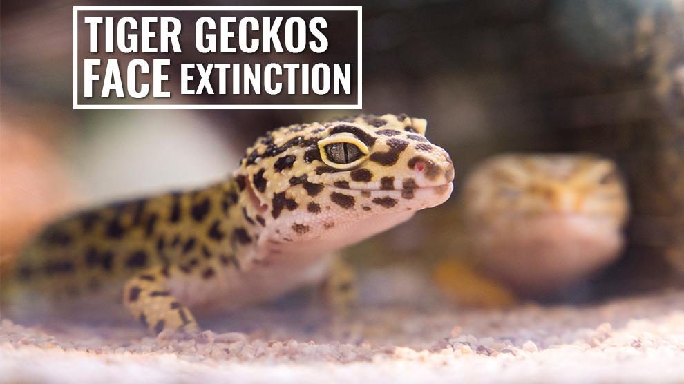 Act Now To Save Tiger Geckos Facing Extinction