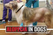 Alopecia In Dogs