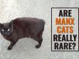 Are Manx Cats Really Rare?