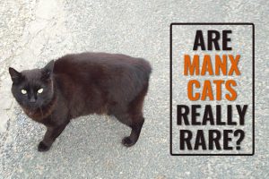 Are Manx Cats Really Rare?