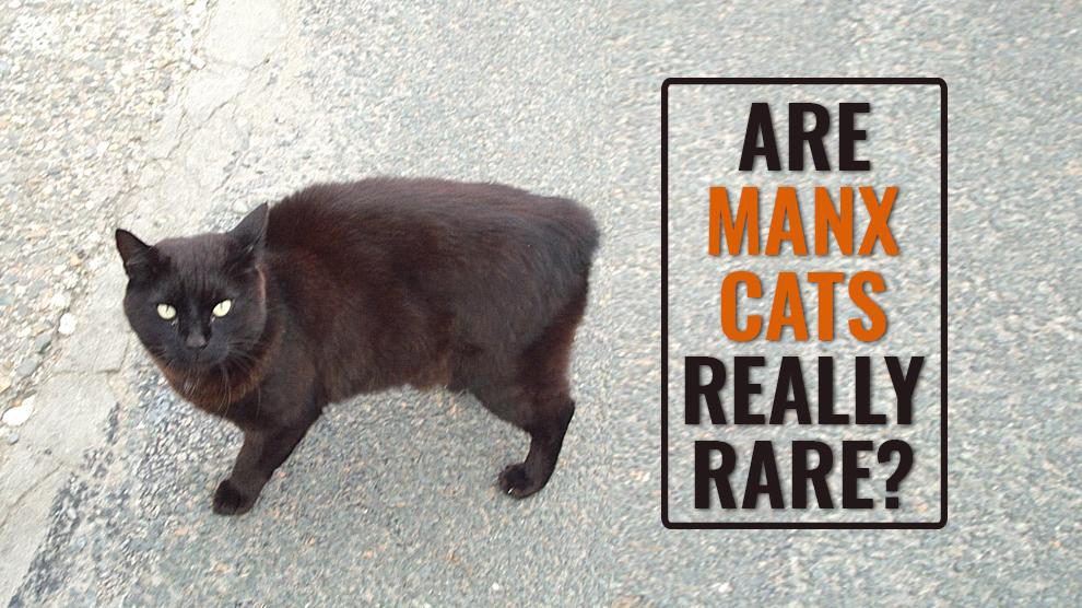 Are Manx Cats Really Rare?