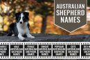 Australian Shepherd Names