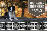 Australian Shepherd Names