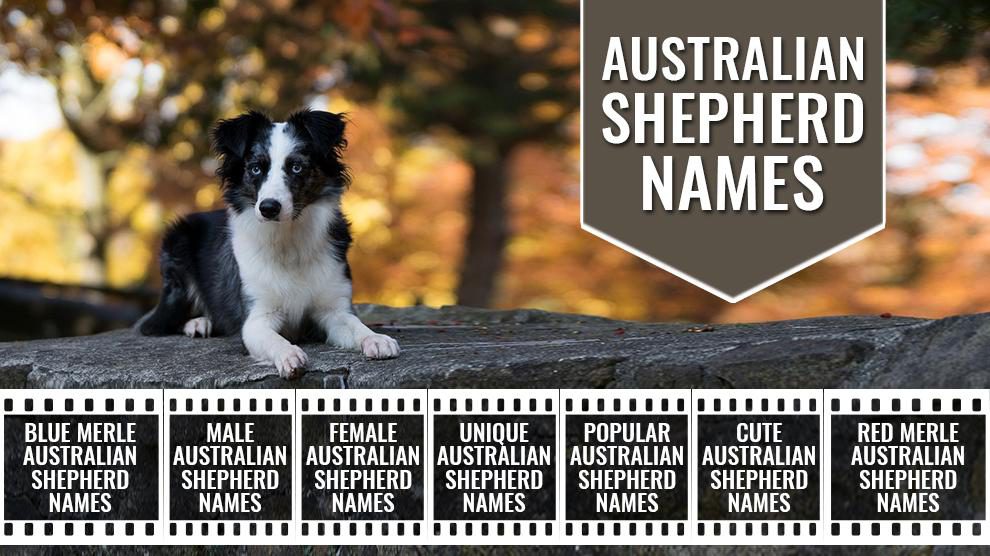 Australian Shepherd - Names For Aussies - Petmoo