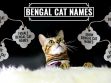 Bengal Cat Names