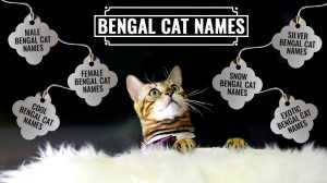 Bengal Cat Names