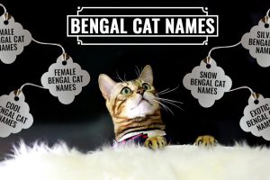 Bengal Cat Names