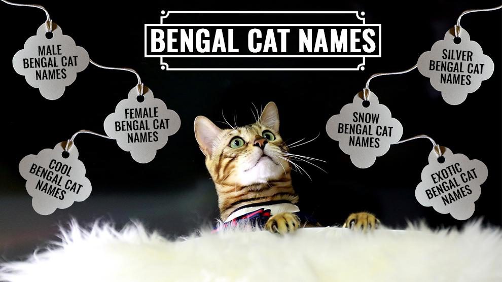 99 Unique Bengal Cat Names For Male And Female Kittens Petmoo