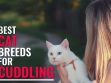 Best Cat Breeds For Cuddling