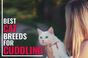 Best Cat Breeds For Cuddling