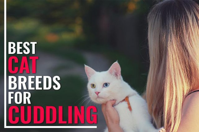 Best Cat Breeds For Cuddling