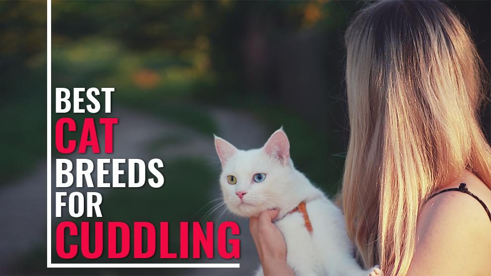 Best Cat Breeds For Cuddling