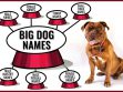 Big Dog Names