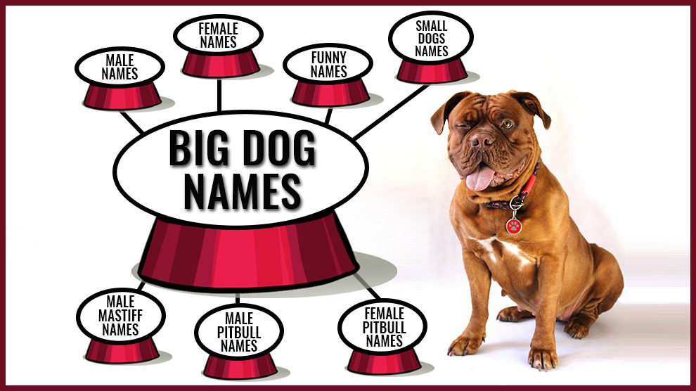 160 Best Big Dog Names Backed With Full Meanings - Petmoo