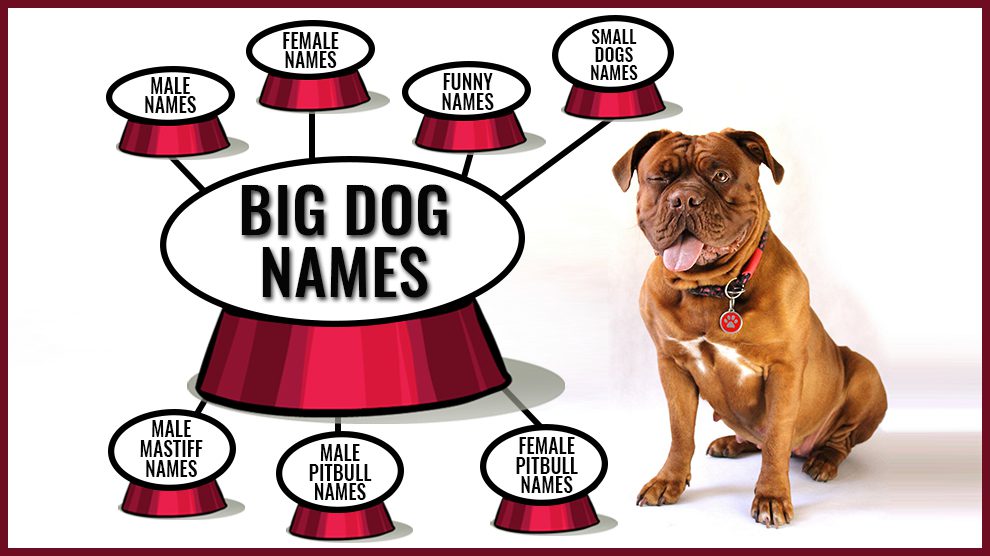 Big Dog Names Backed With Full Meanings 