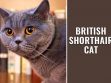 British Shorthair Cat