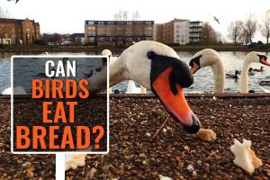 Can Birds Eat Bread?