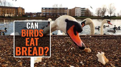Can Birds Eat Bread?