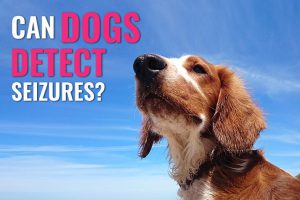 Can Dogs Detect Seizures