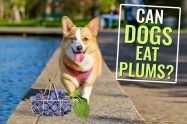 Can Dogs Eat Plums?