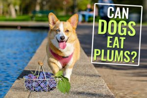Can Dogs Eat Plums?