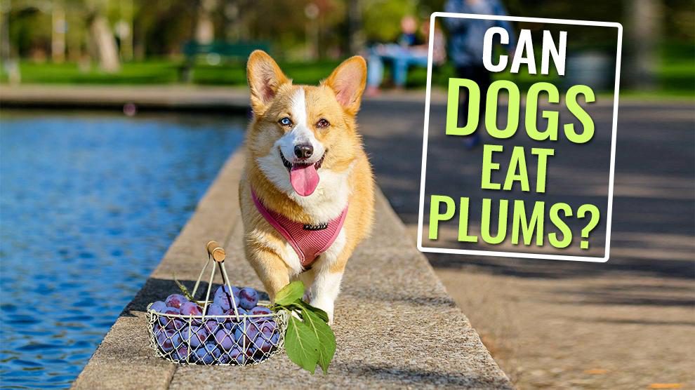 Can Dogs Eat Plums?