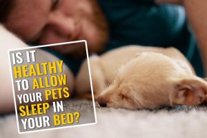 Can You Allow Your Pets To Sleep With You In Your Bed