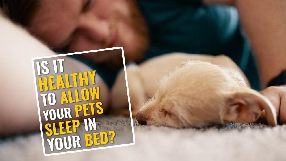 Can You Allow Your Pets To Sleep With You In Your Bed