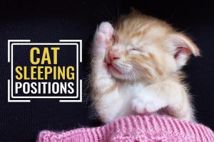 Cat Sleeping Positions