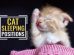 Cat Sleeping Positions