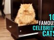 Celebrity Cats