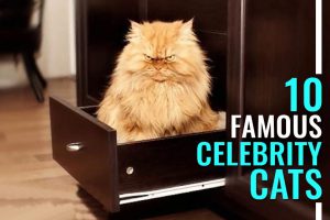 Celebrity Cats