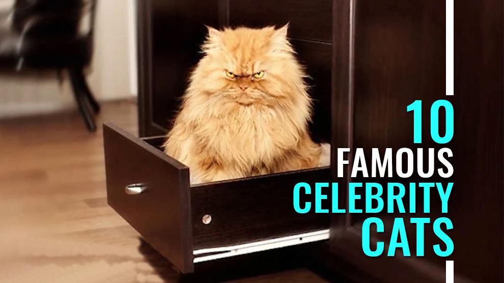 10 Most Famous Celebrity Cats Of The Petmoo