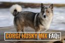 Corgi Husky Mix FAQs