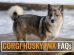 Corgi Husky Mix FAQs